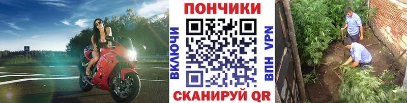 Купить закладки  Нефтегорск  Каннабис сатива 